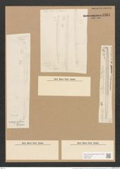 Nitzschia smithii var. marginifera Grun. (de-Toni-Nr.: Genus 47, Species 2075) Zeichnungen Sammlung Grunow Nr. 4104 (NHMW-BOT-W0371962)
